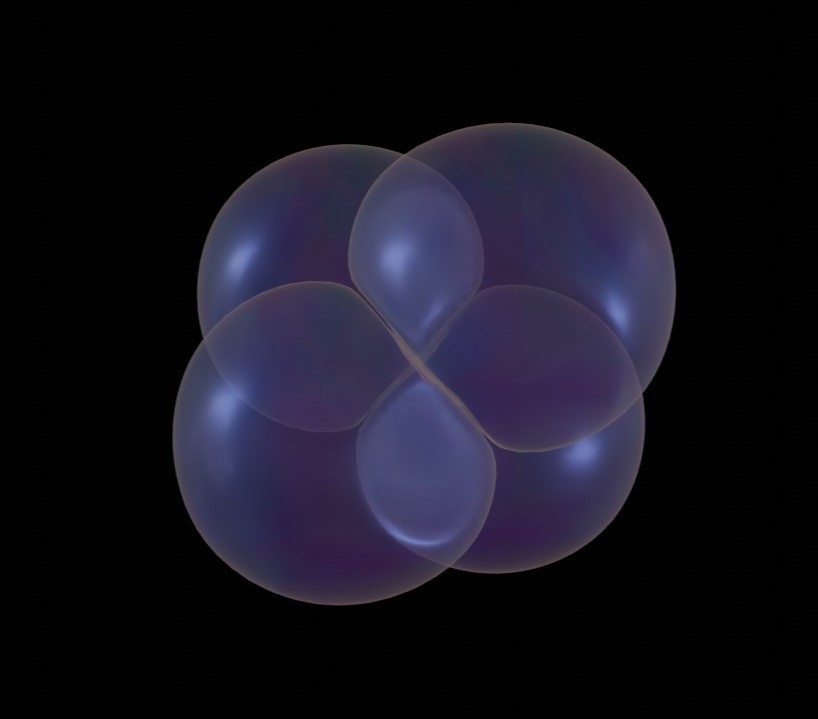 Early mouse embryo: 4-cell stage